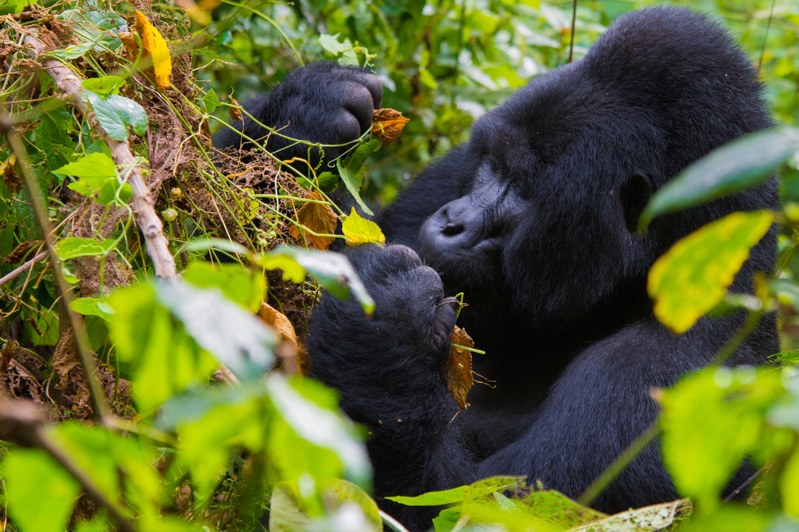 Gorilla Trekking in Uganda