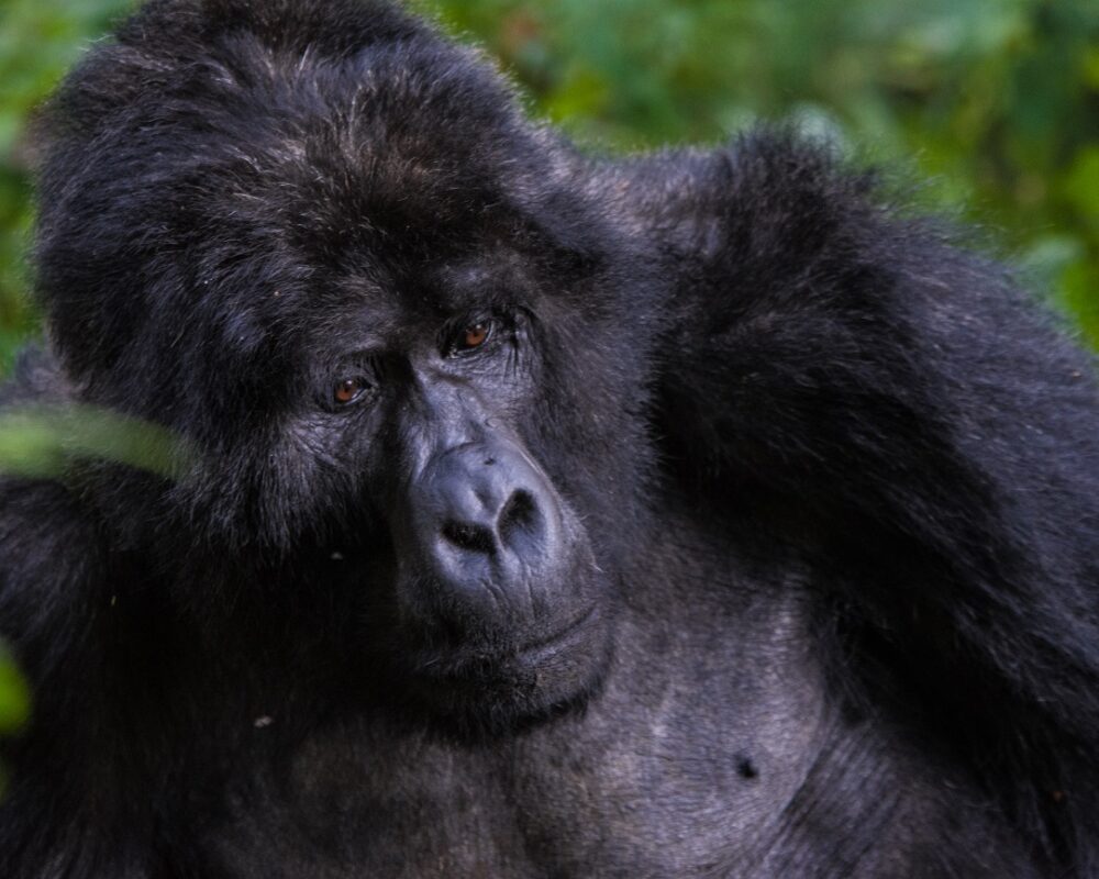 Gorilla Trekking in Ruhija Sector