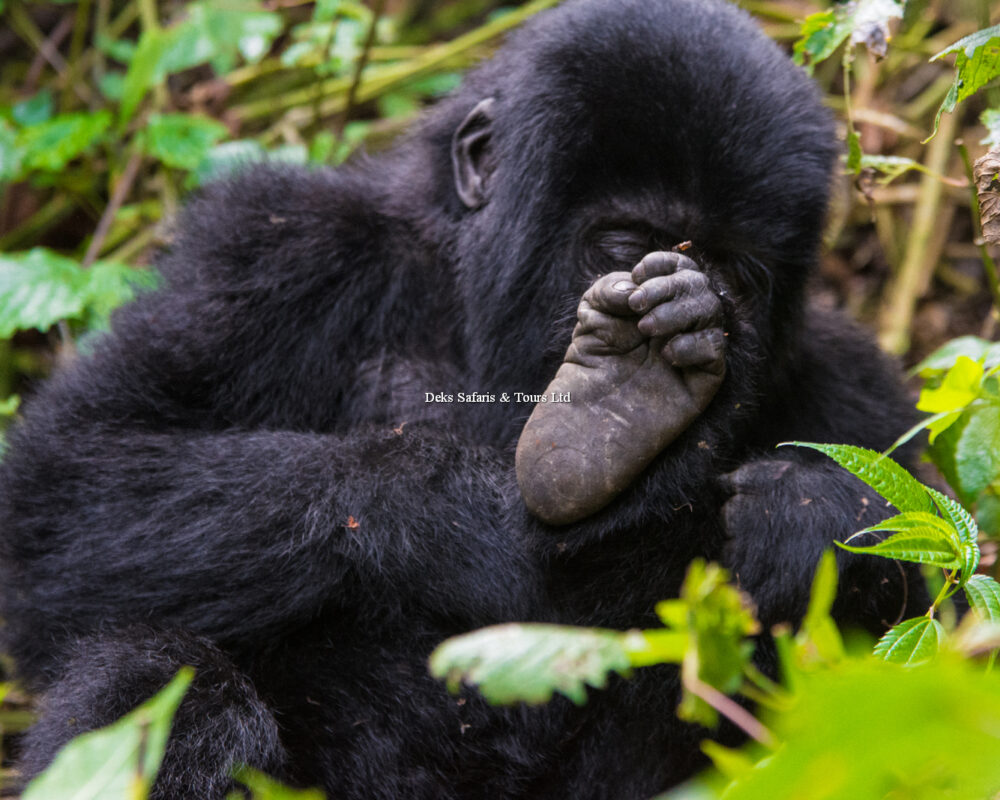 Gorilla Trekking in Bwindi Impenetrable Forest