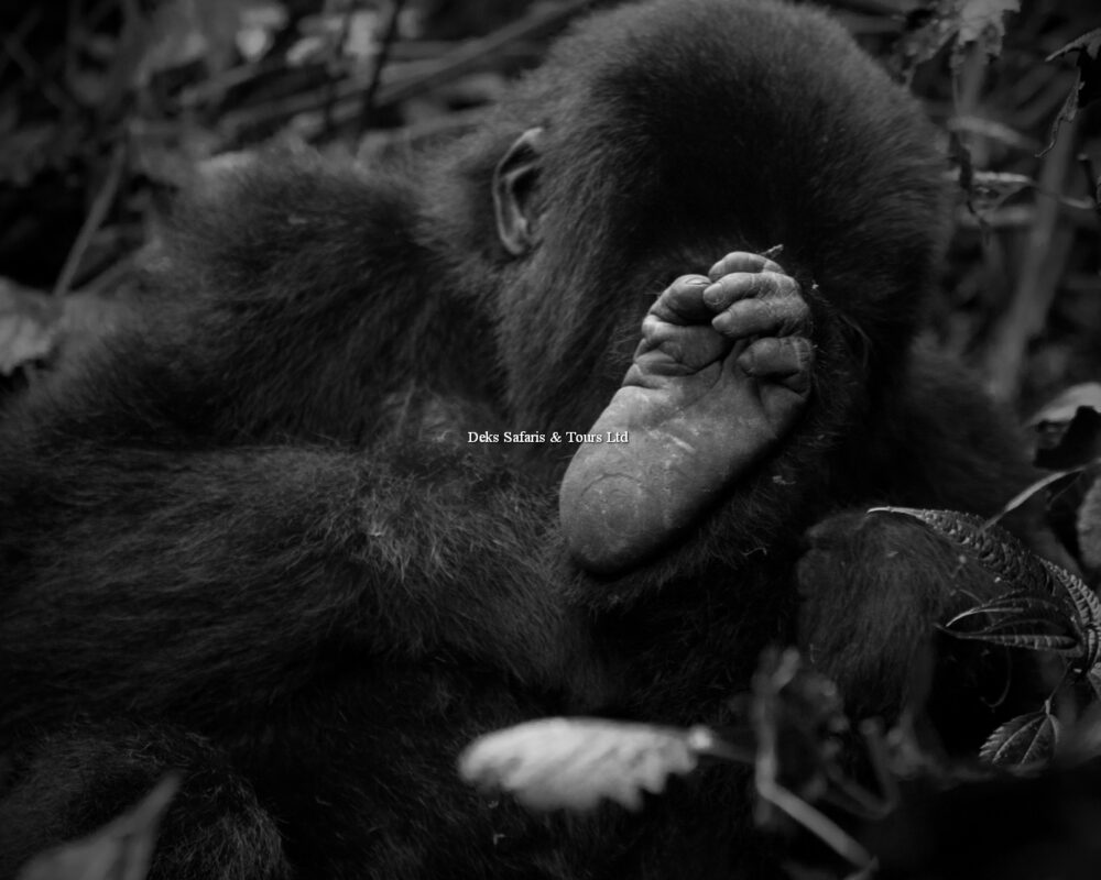 Gorilla Trekking in Bwindi Impenetrable Forest