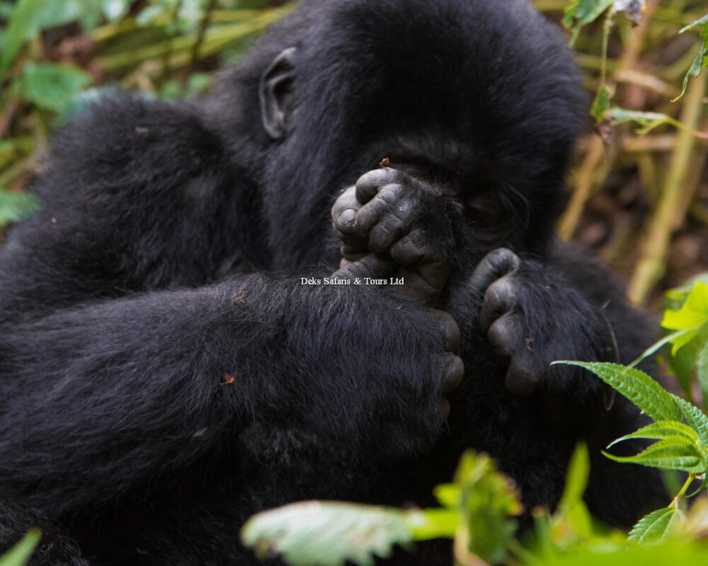 Gorilla Trekking in Bwindi Impenetrable Forest