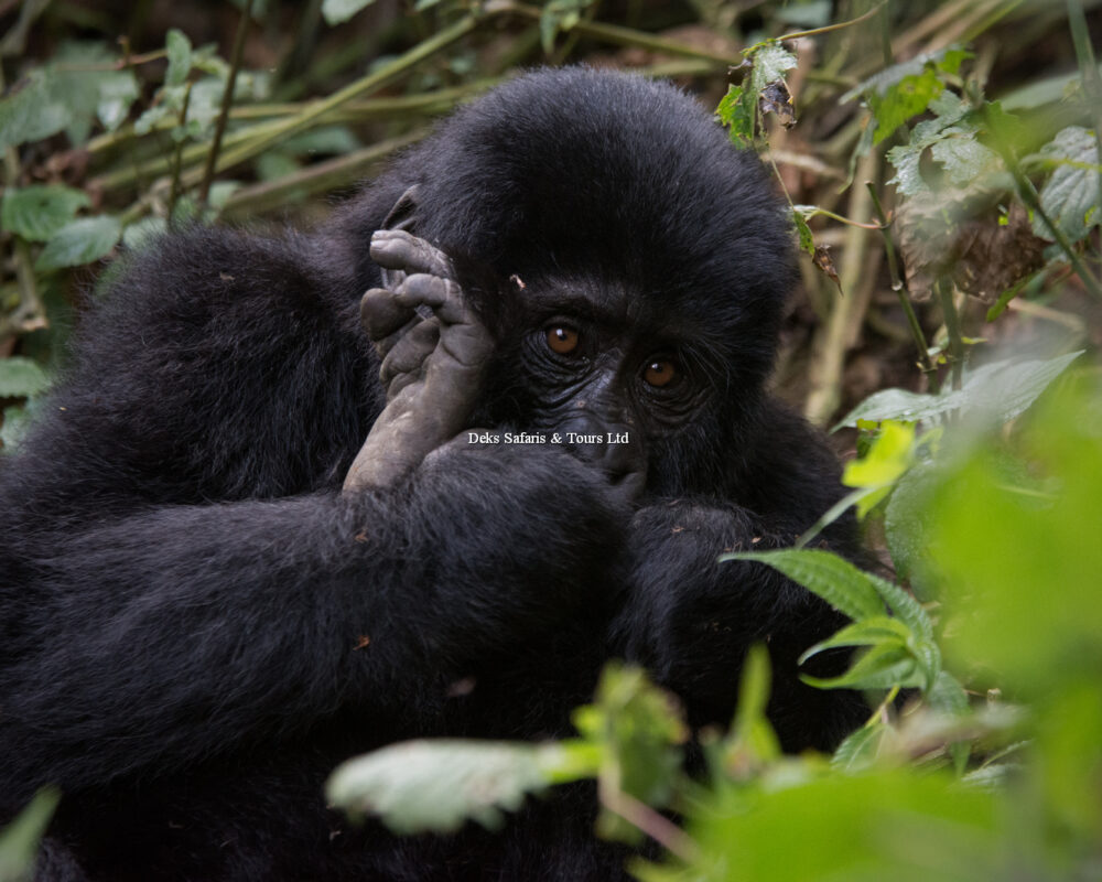 Gorilla Trekking in Bwindi Forest