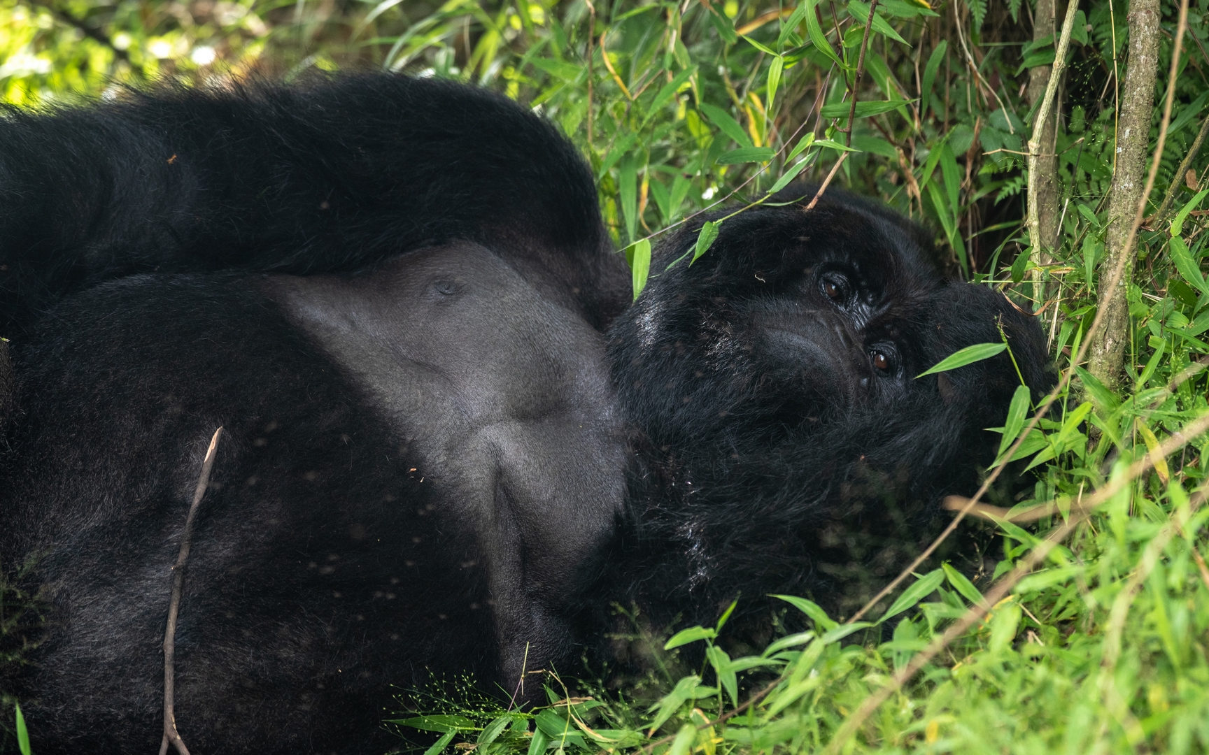 Gorilla Trekking in Uganda